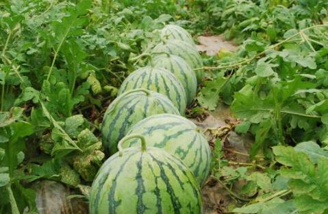 娱乐圈瓜的吃瓜心得