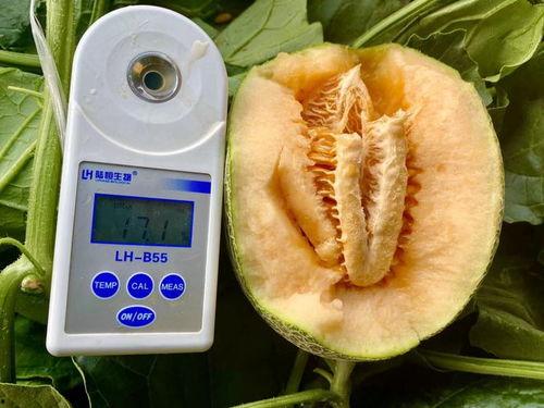 免费吃瓜大全,揭秘娱乐圈幕后故事，带你领略明星们的真实生活