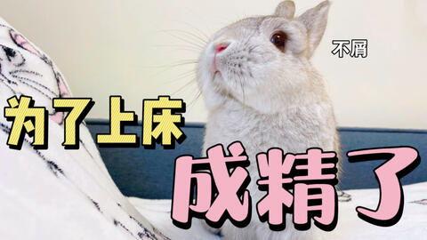 娱乐吃瓜兔,揭秘娱乐圈那些不为人知的幕后故事